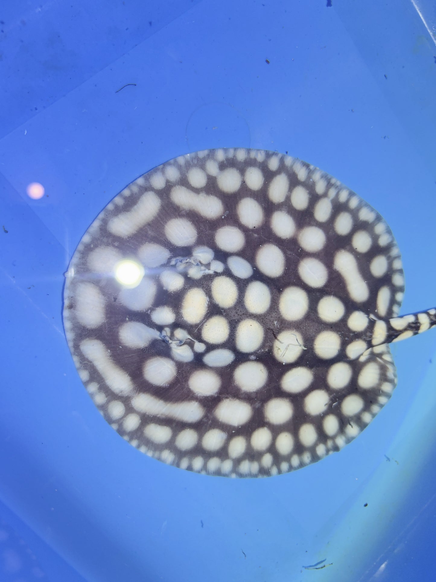Freshwater Stingray NanShen/Male God Black Diamond Male