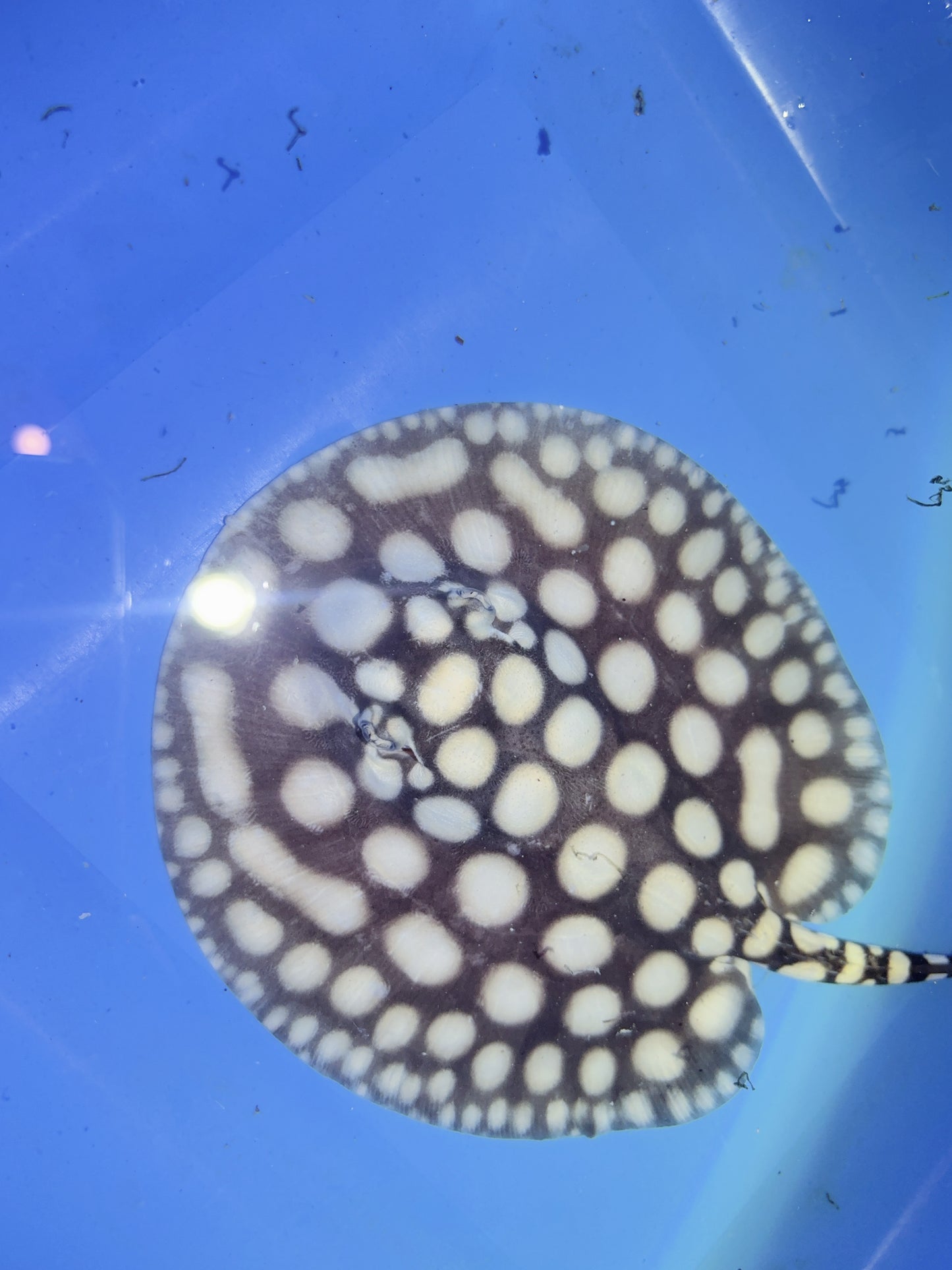 Freshwater Stingray NanShen/Male God Black Diamond Male