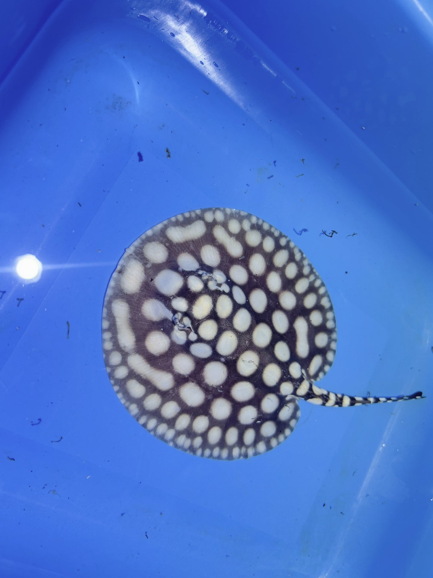 Freshwater Stingray NanShen/Male God Black Diamond Male