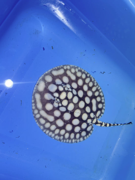 Freshwater Stingray NanShen/Male God Black Diamond Male