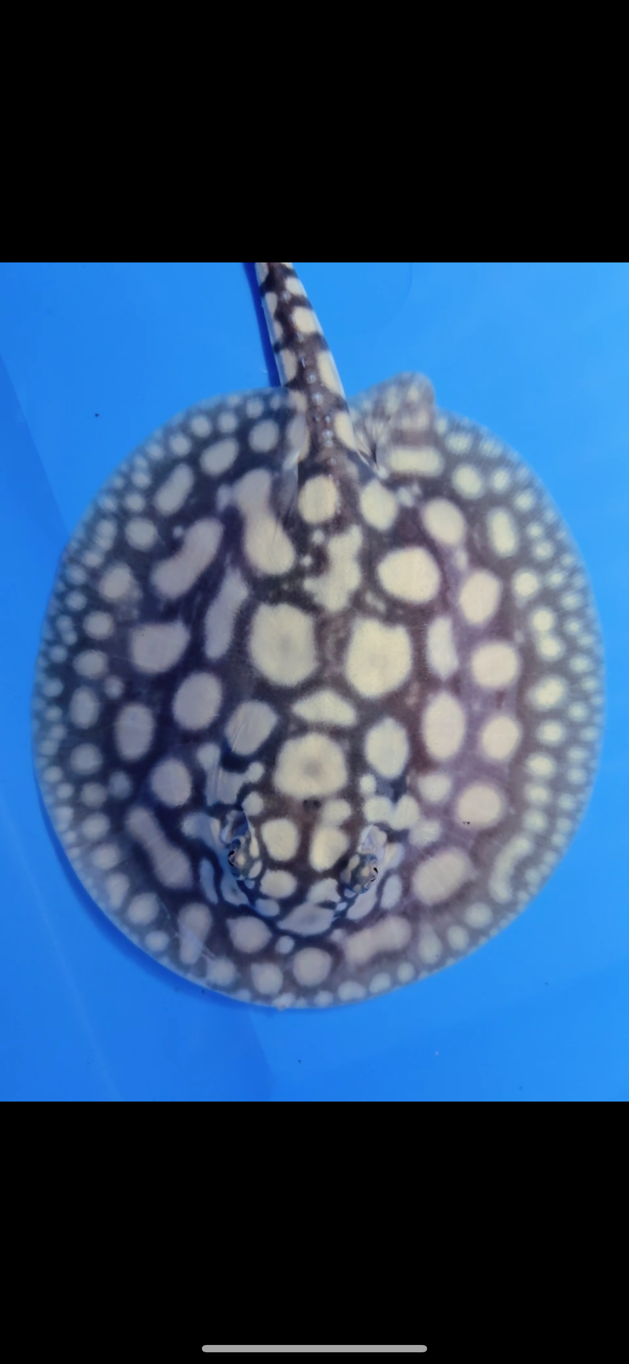 Freshwater stingray super white cross black diamond male 6inch