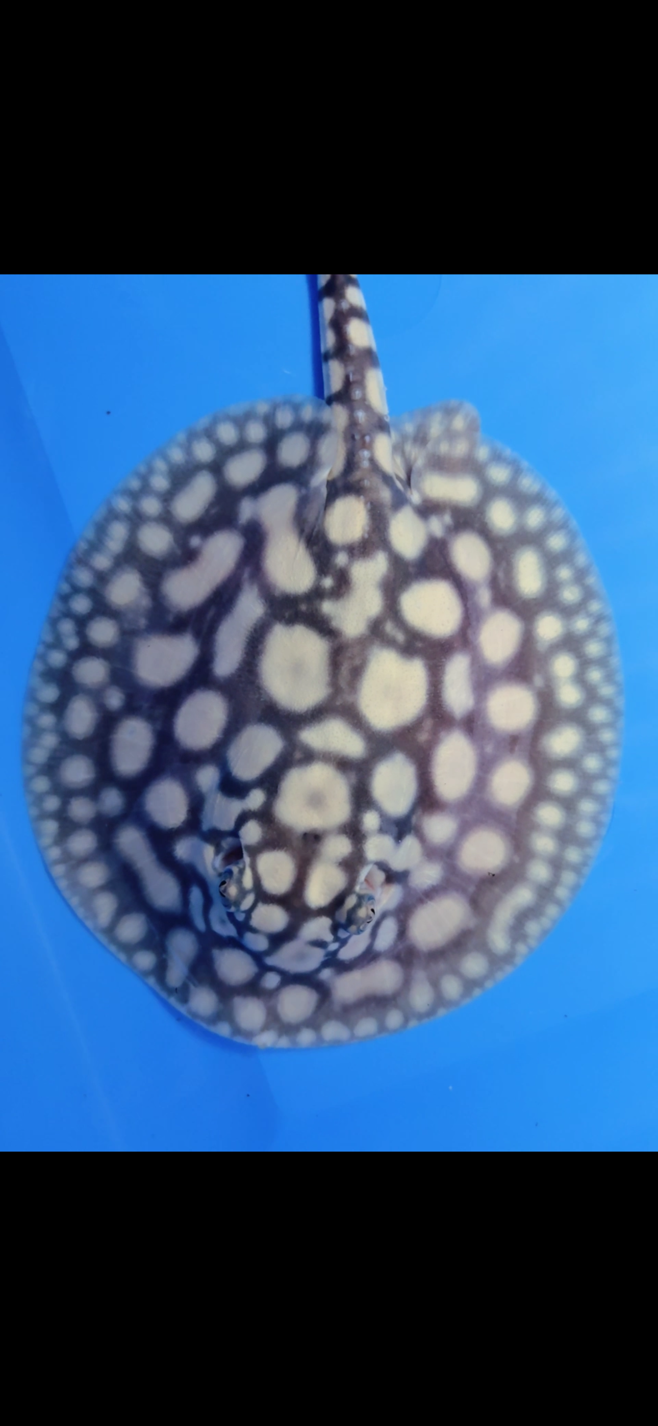 Freshwater stingray super white cross black diamond male 6inch