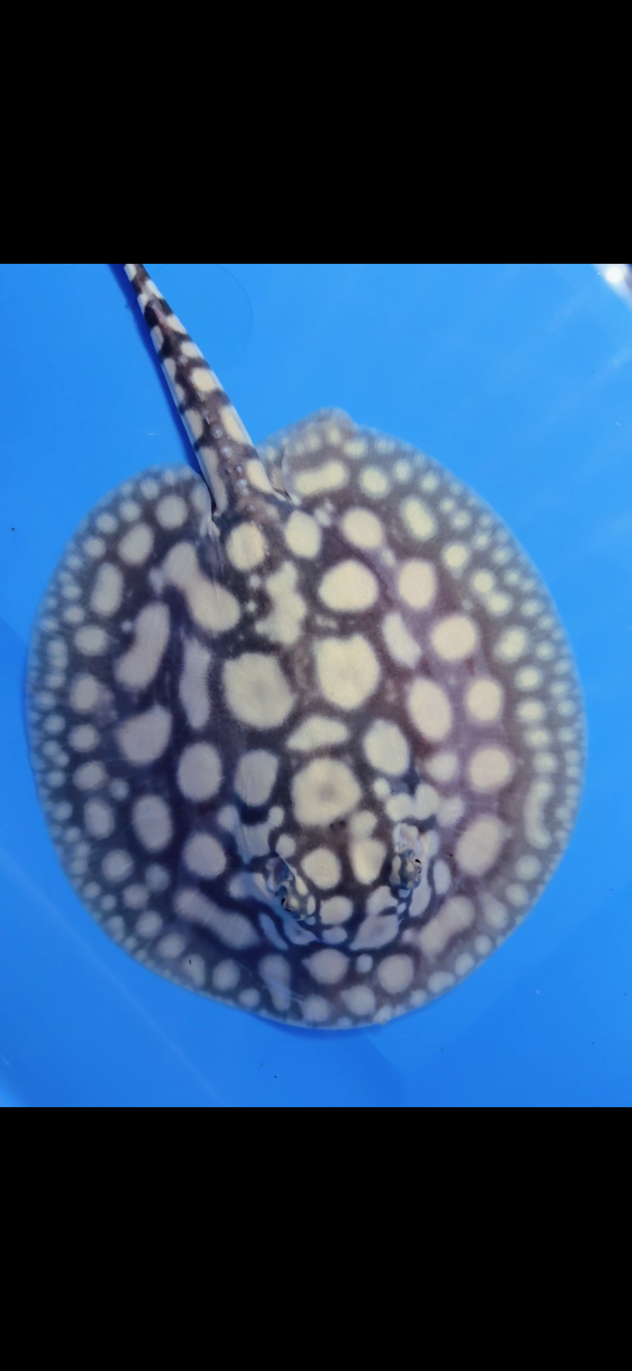 Freshwater stingray super white cross black diamond male 6inch