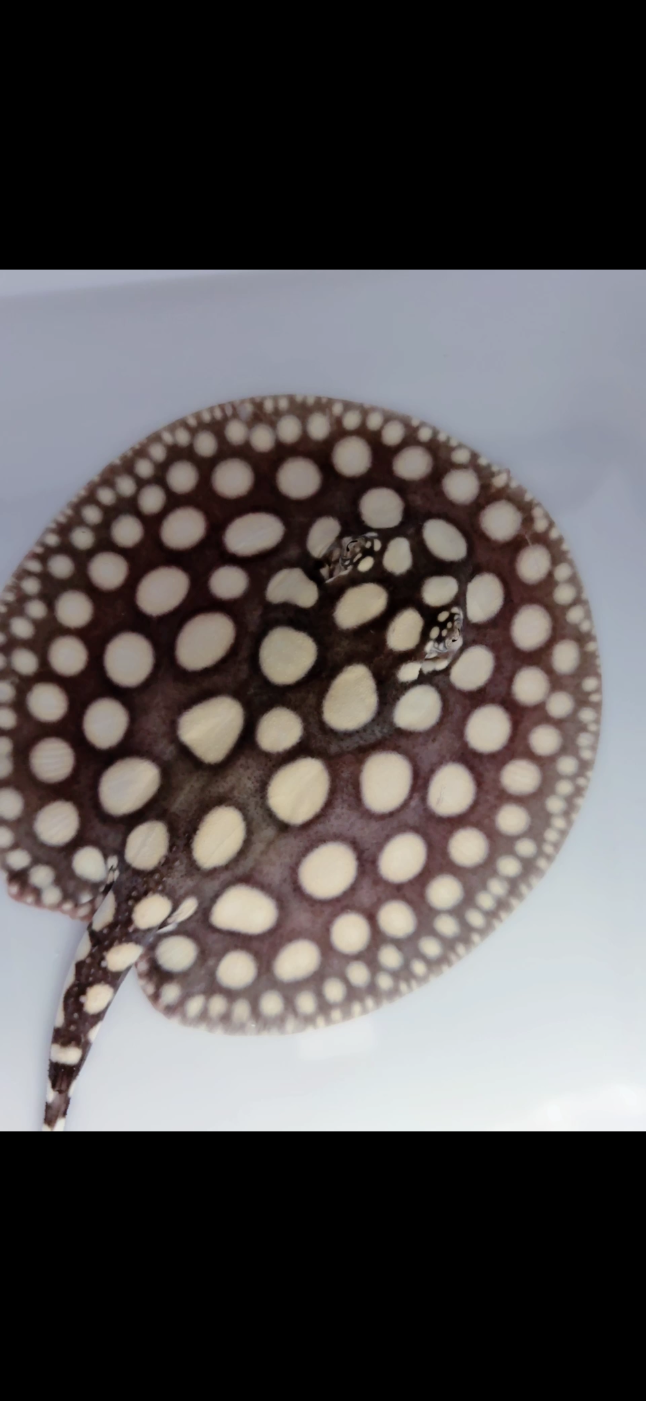 Freshwater stingray black diamond male 6inch