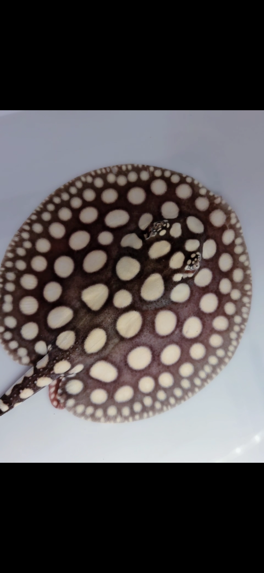 Freshwater stingray black diamond male 6inch