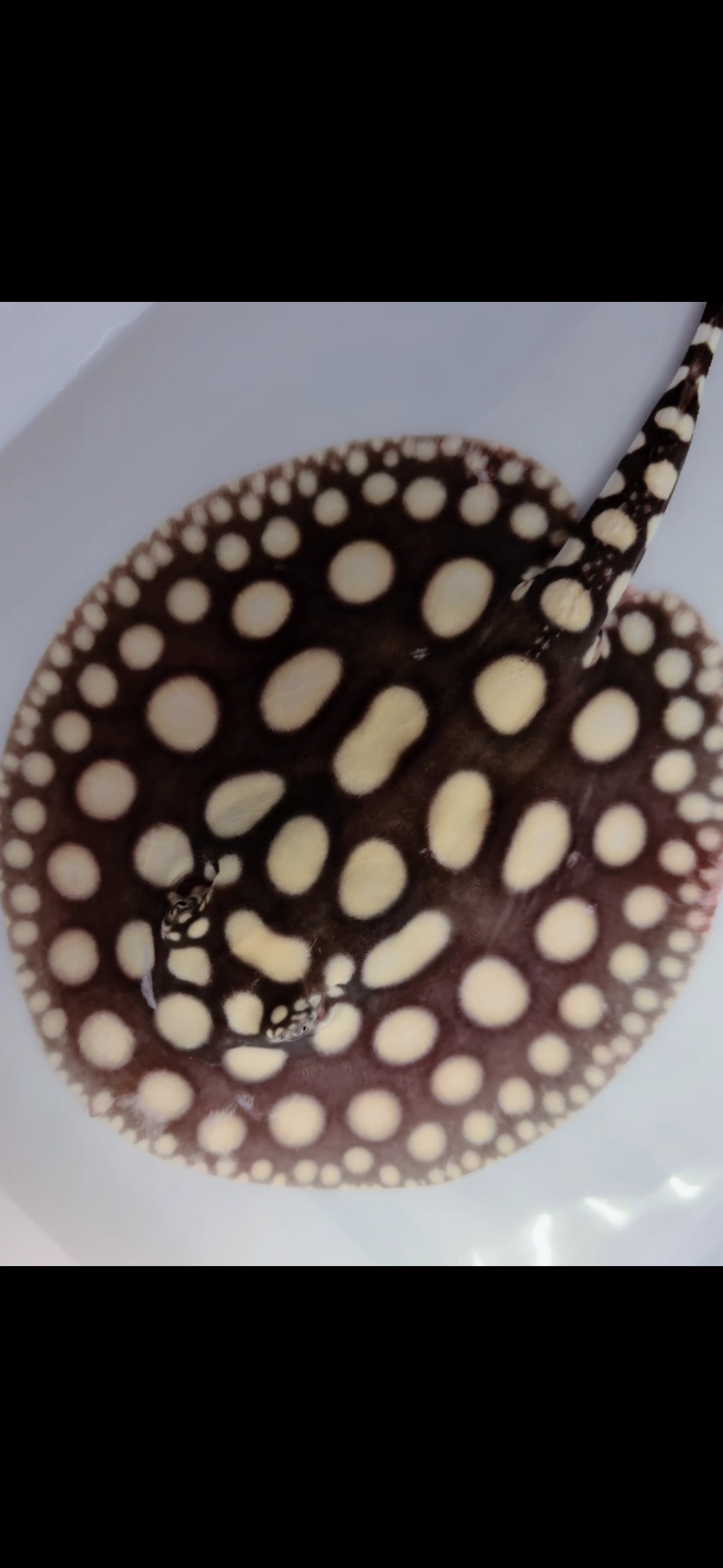 Freshwater stingray black diamond male 6inch