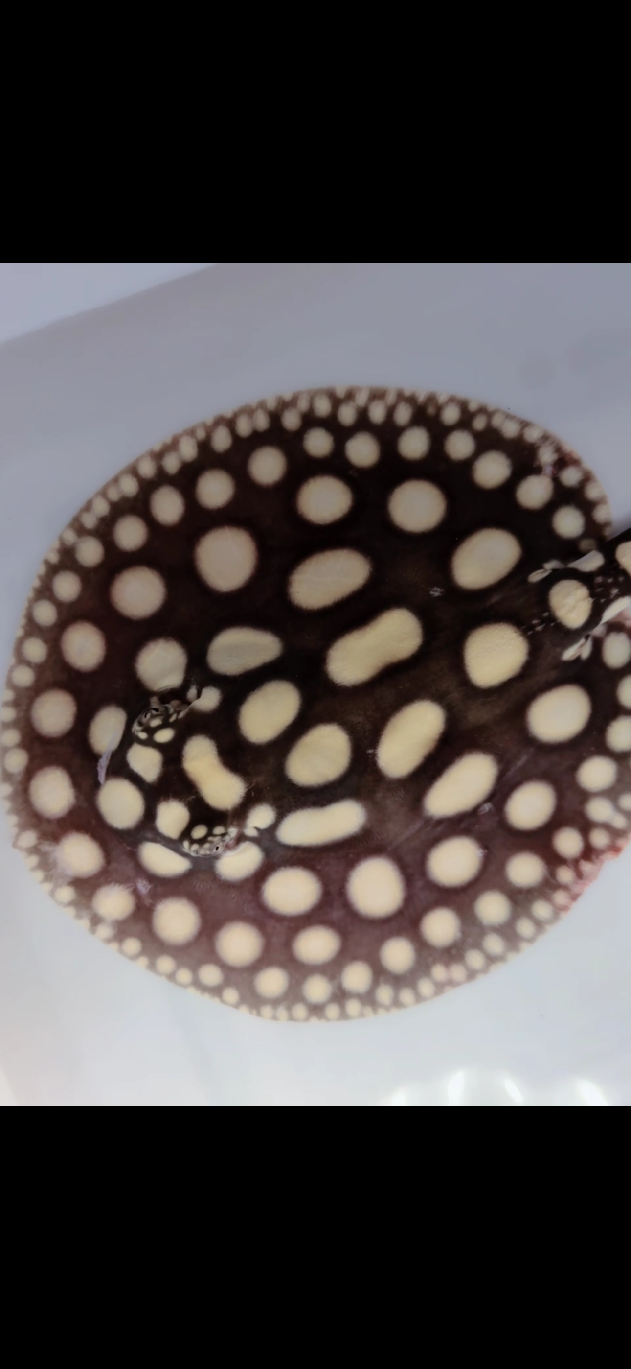 Freshwater stingray black diamond male 6inch