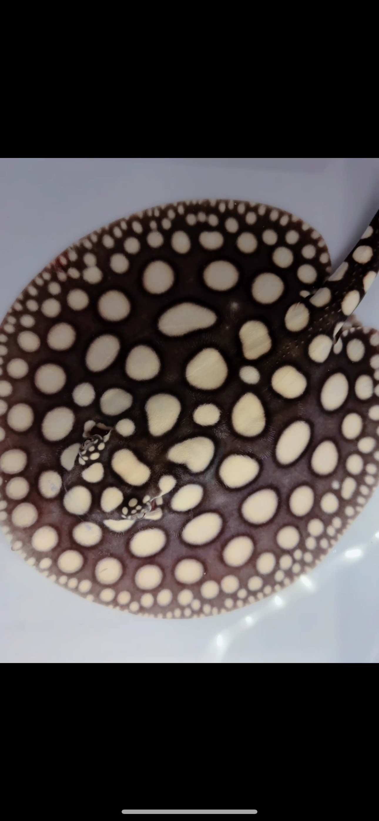 Freshwater stingray black diamond male 7inch