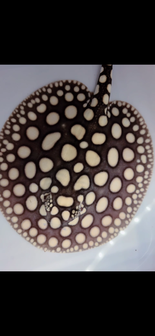 Freshwater stingray black diamond male 7inch