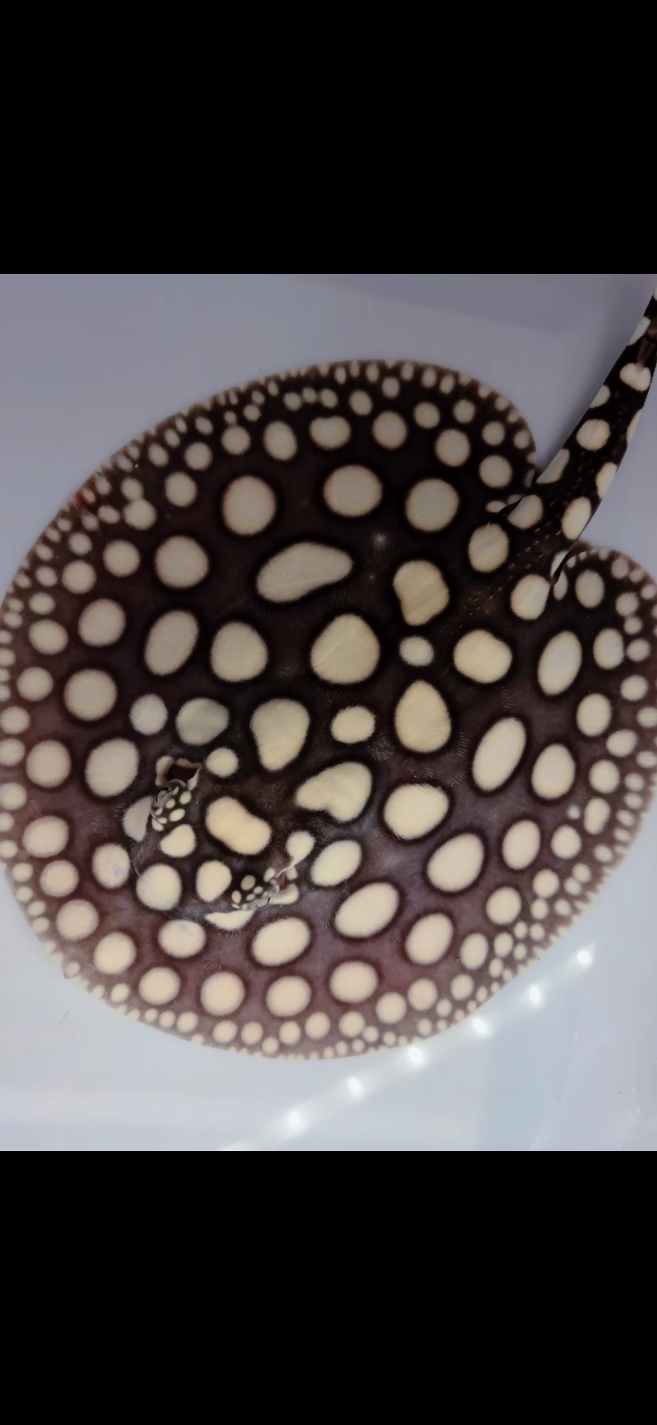 Freshwater stingray black diamond male 7inch
