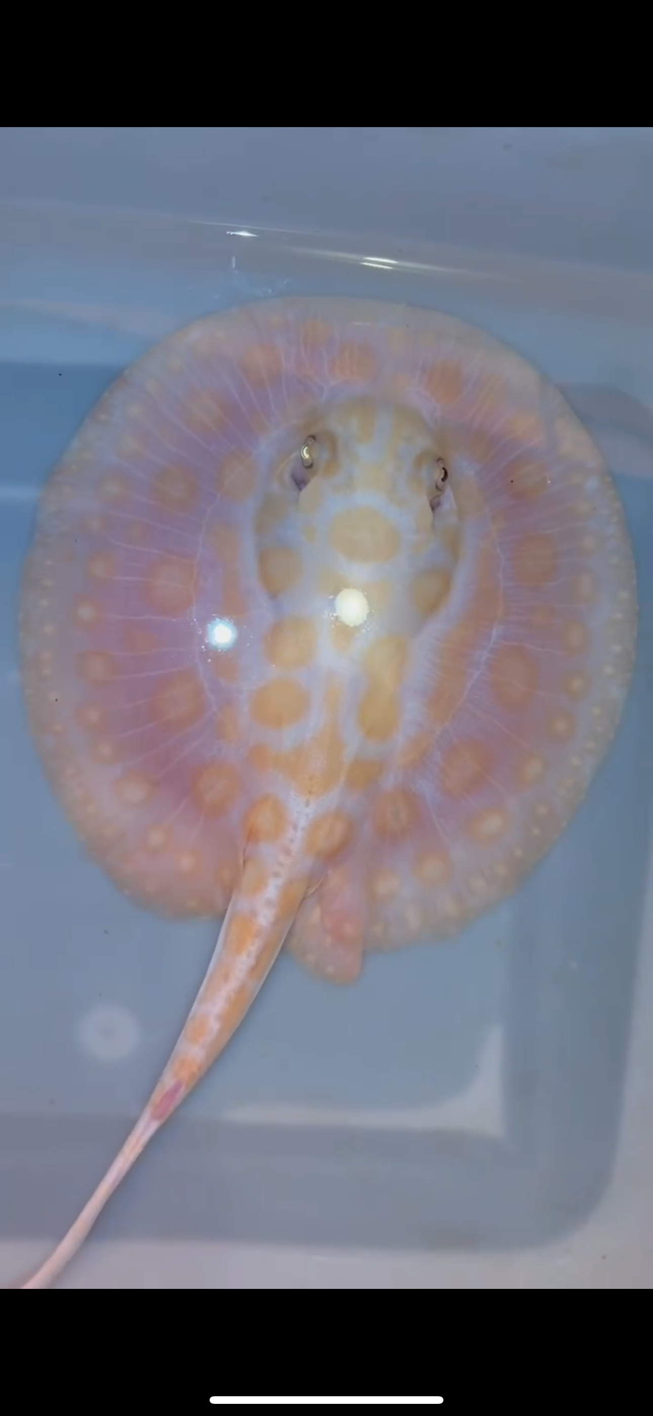 Freshwater stingray black diamond hybrid male 6inch – Super BD Stingray