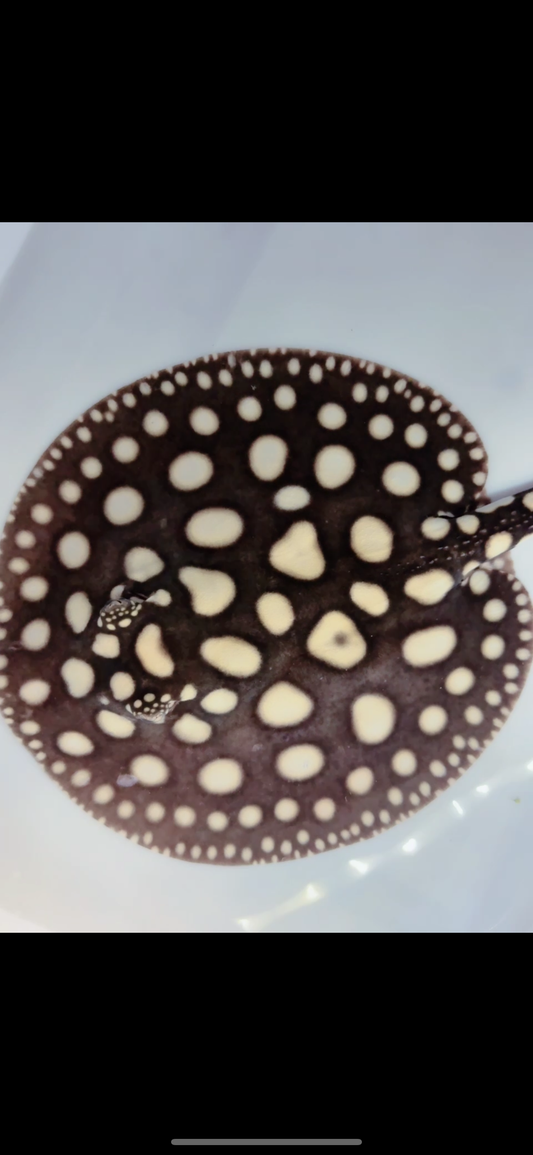 Freshwater stingray black diamond female 7inch