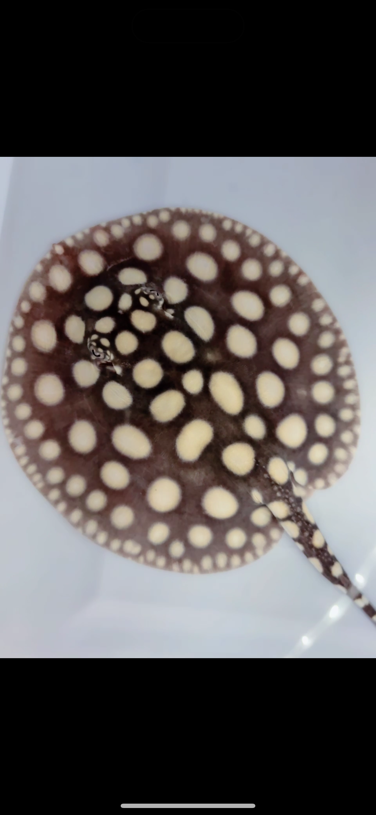Freshwater stingray black diamond female 6inch