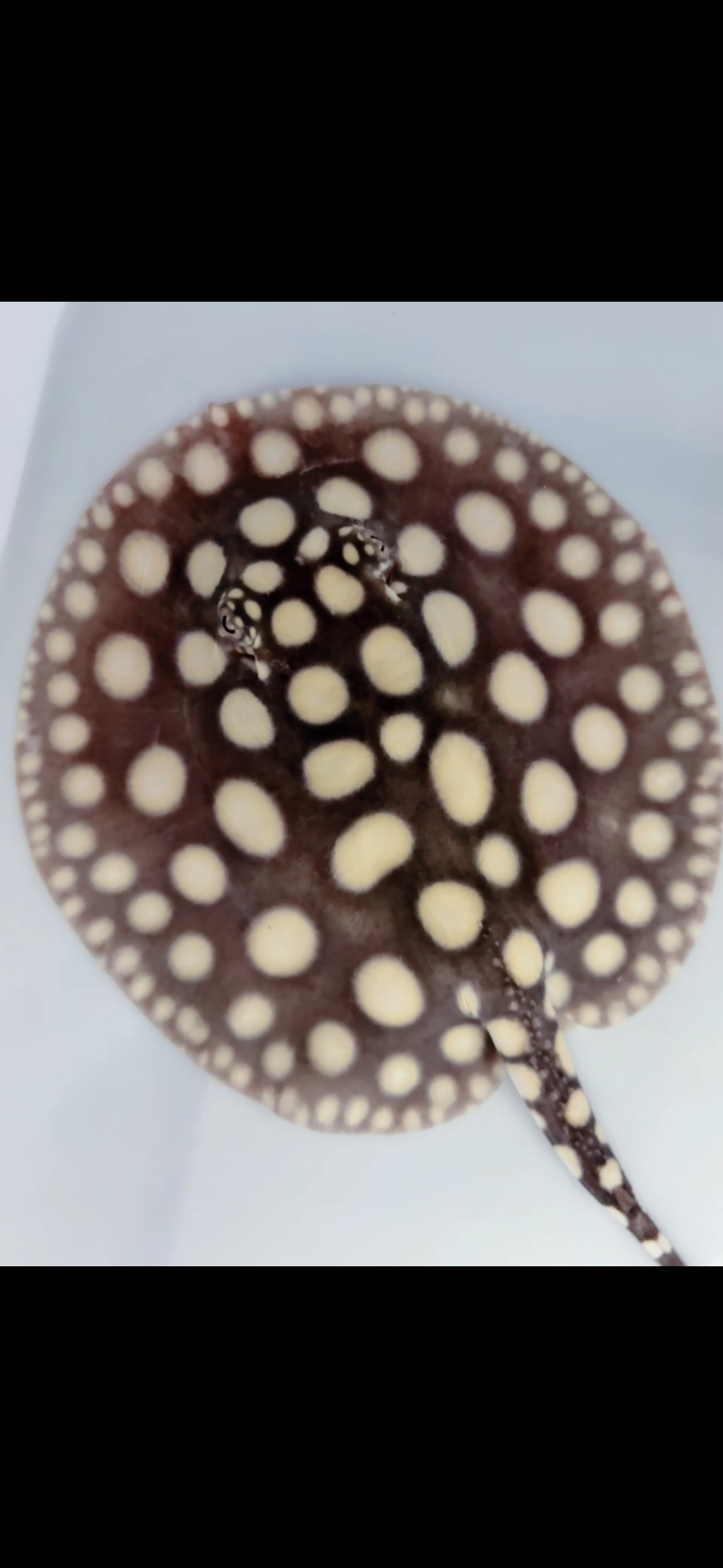 Freshwater stingray black diamond female 6inch