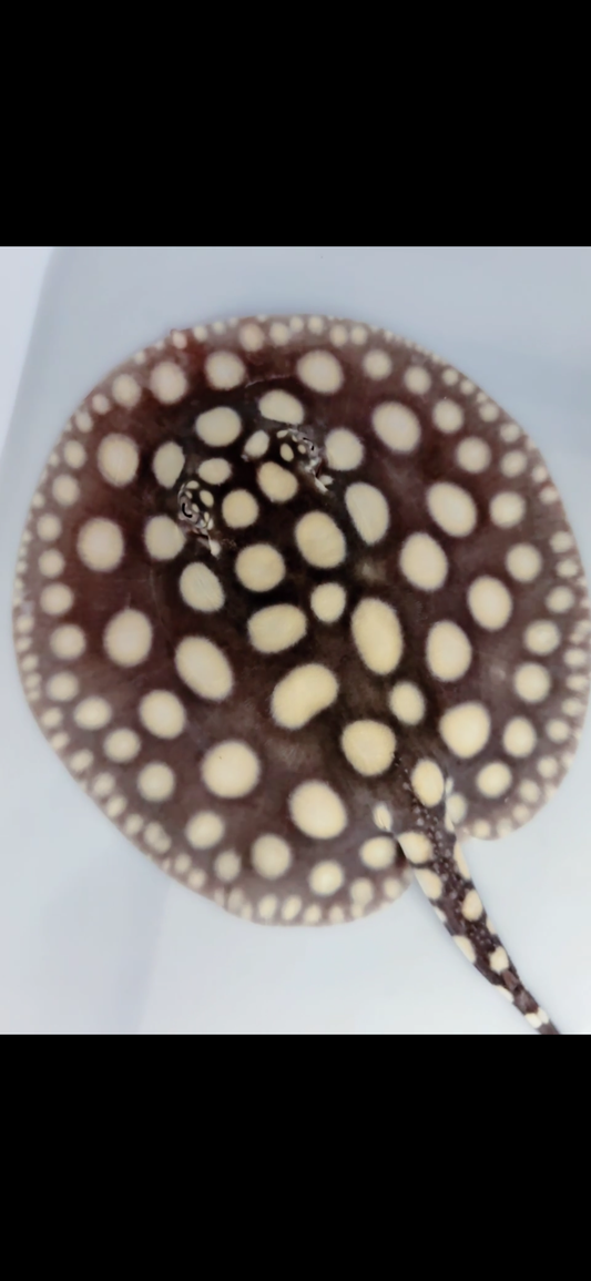 Freshwater stingray black diamond female 6inch