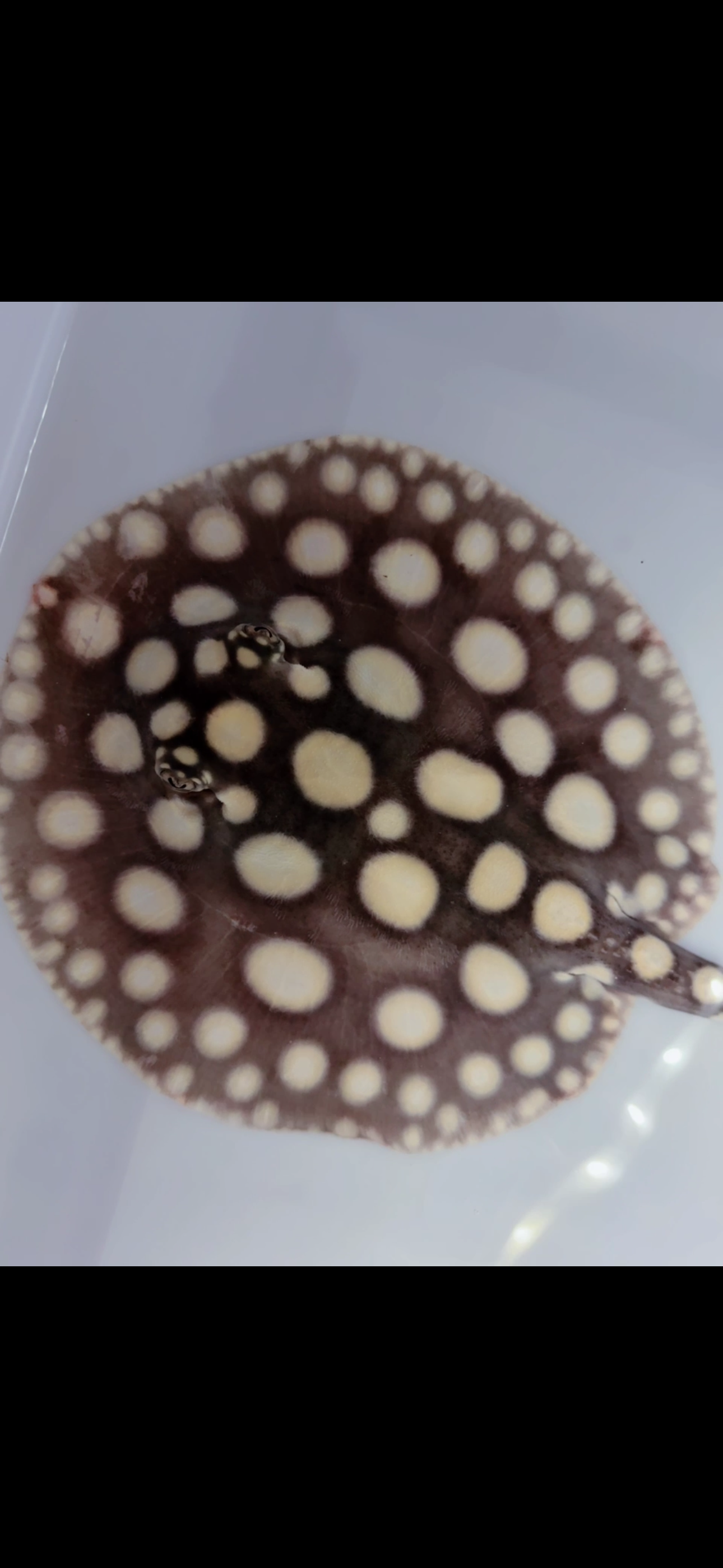 Freshwater stingray black diamond female 6inch