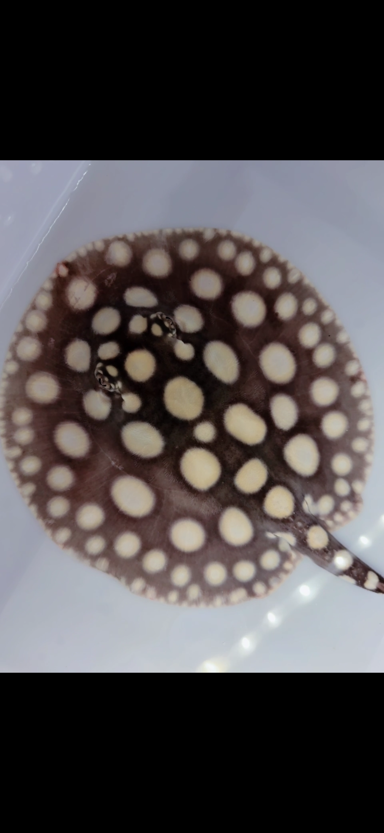 Freshwater stingray black diamond female 6inch