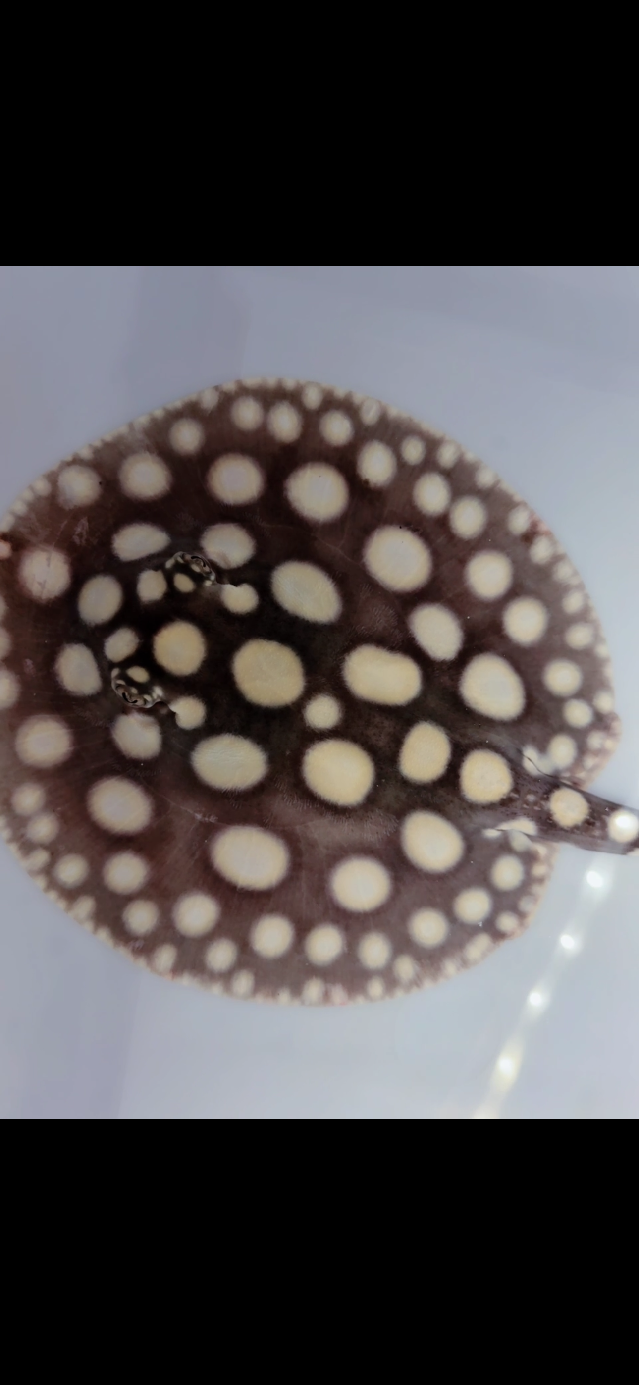 Freshwater stingray black diamond female 6inch