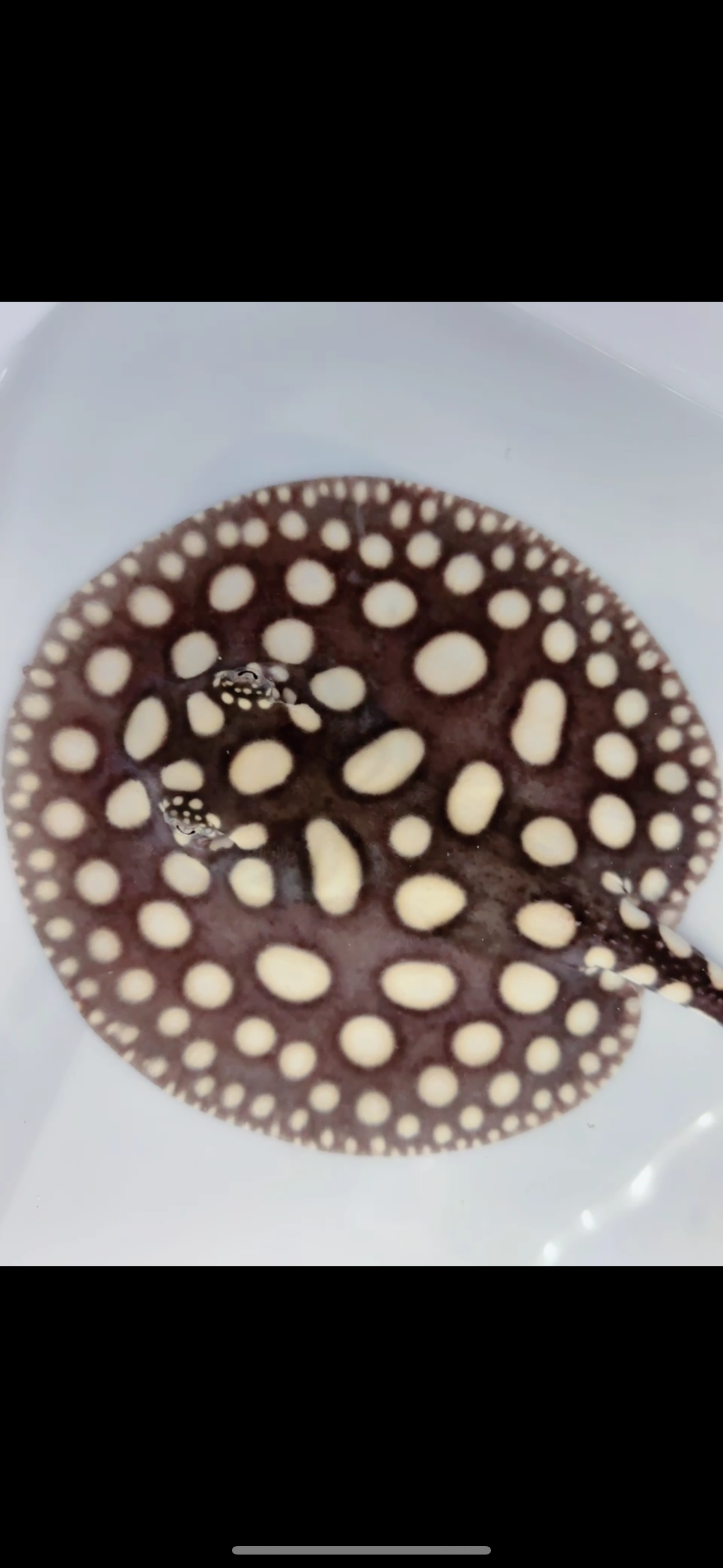 Freshwater stingray black diamond female 6 inch