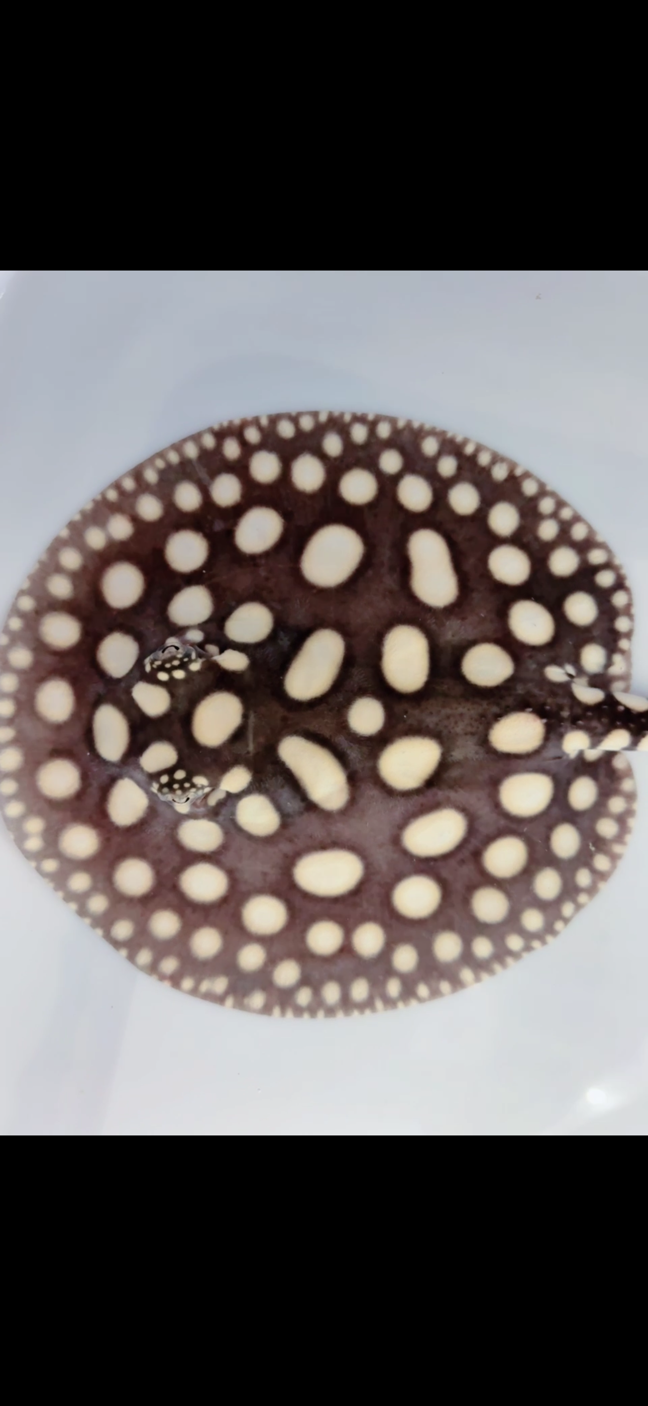 Freshwater stingray black diamond female 6 inch