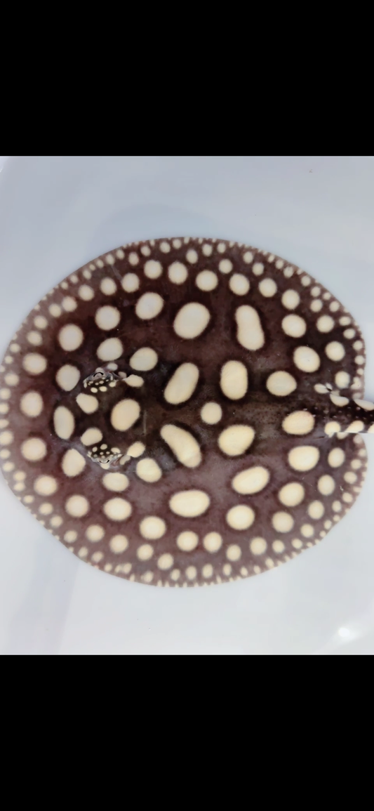 Freshwater stingray black diamond female 6 inch