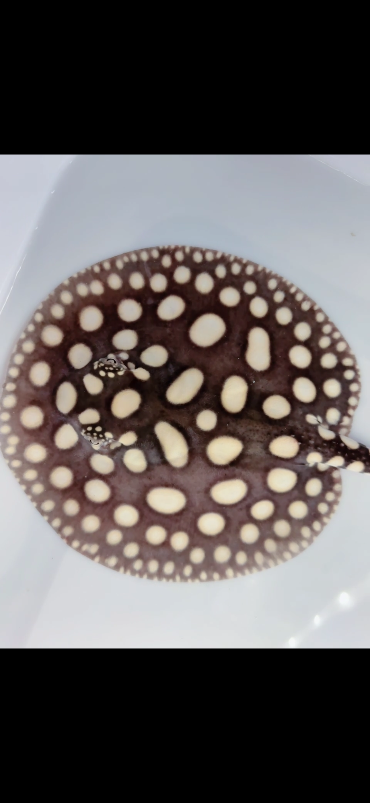 Freshwater stingray black diamond female 6 inch