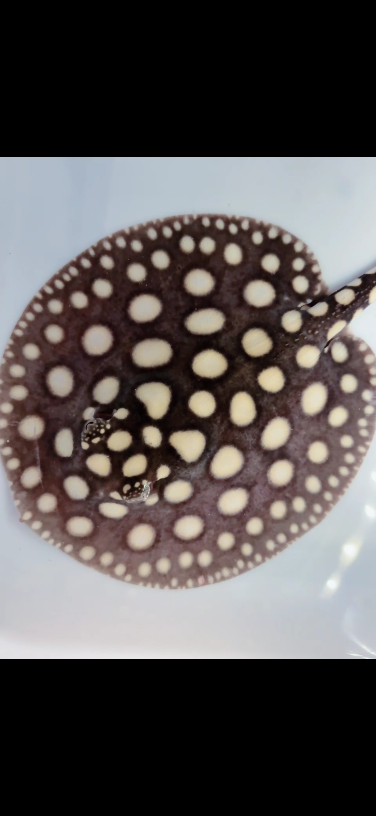 Freshwater stingray black diamond female 6 inch
