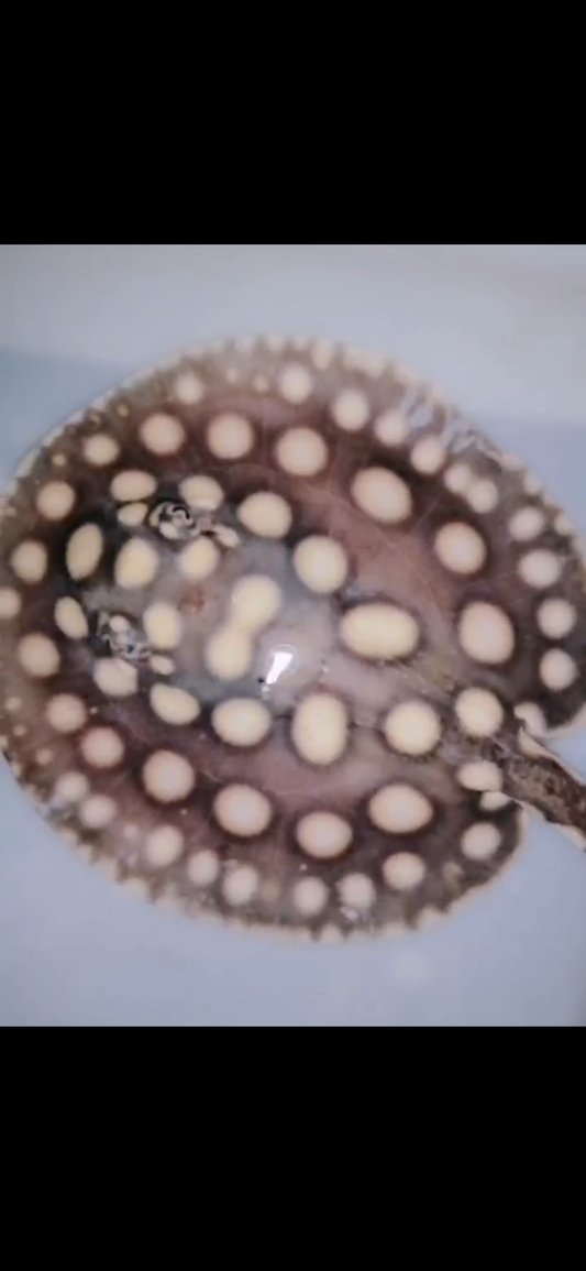 Freshwater stingray balck diamond  female 6inch
