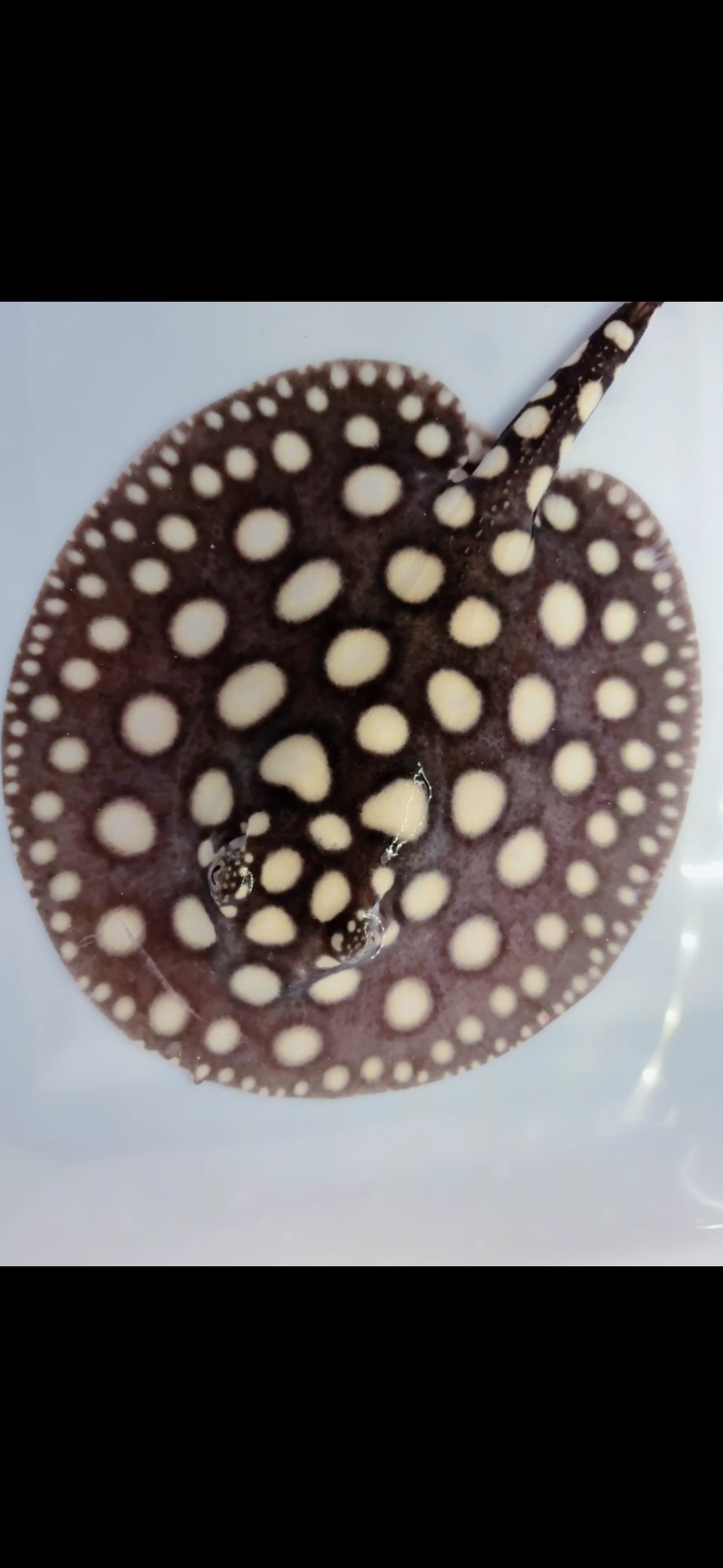 Freshwater stingray black diamond female 6 inch