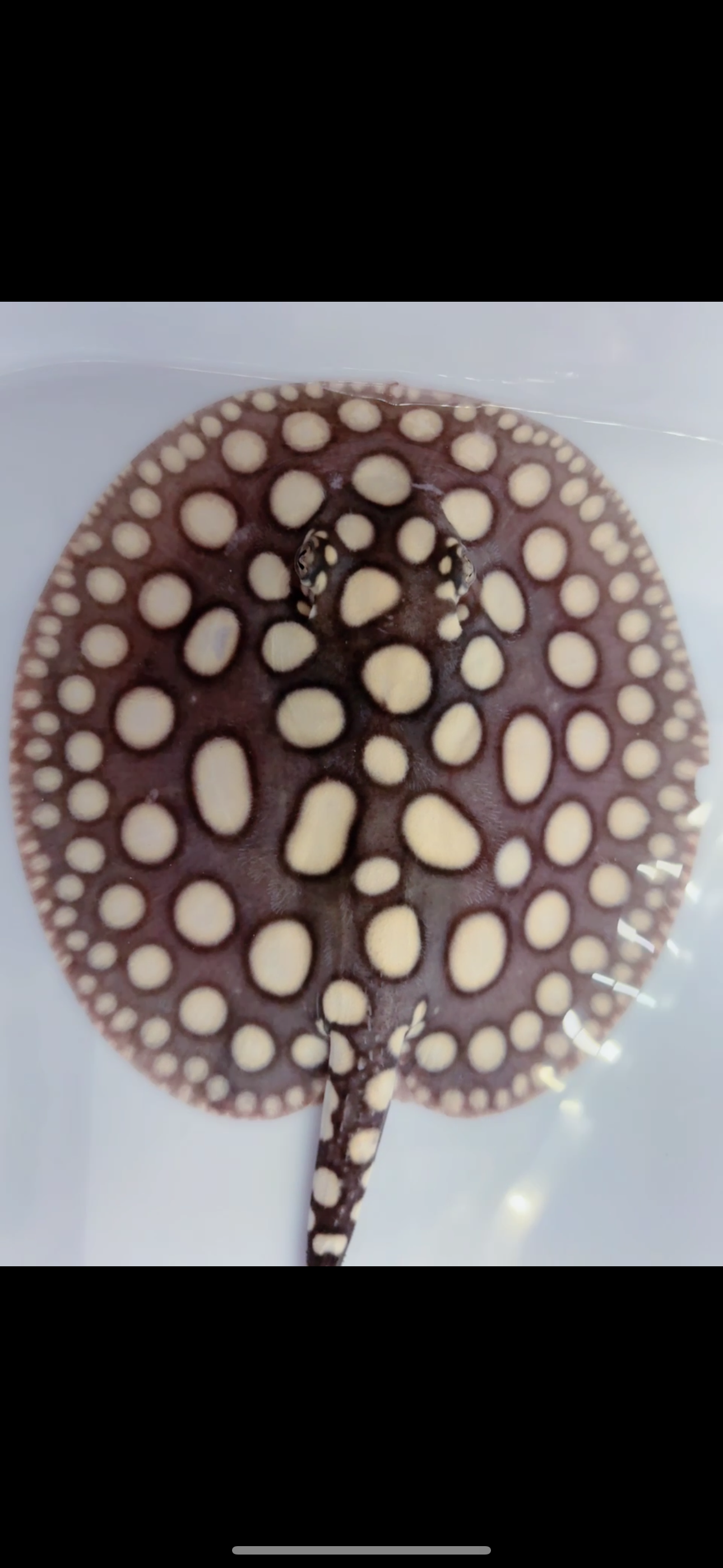 Freshwater stingray black diamond male 7inch