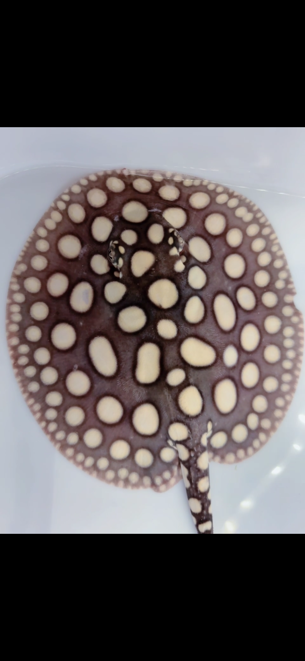 Freshwater stingray black diamond male 7inch