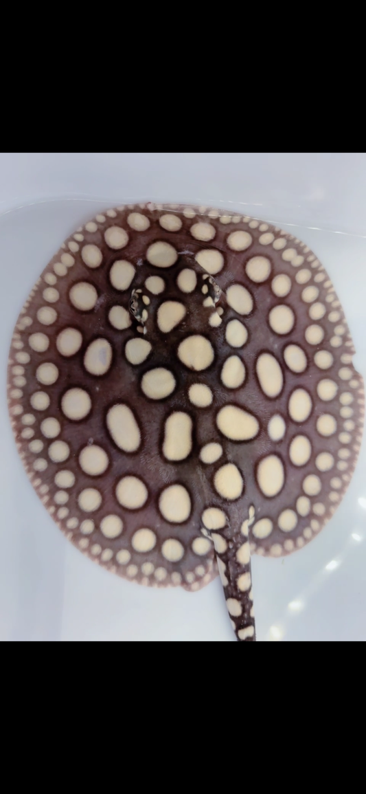 Freshwater stingray black diamond male 7inch