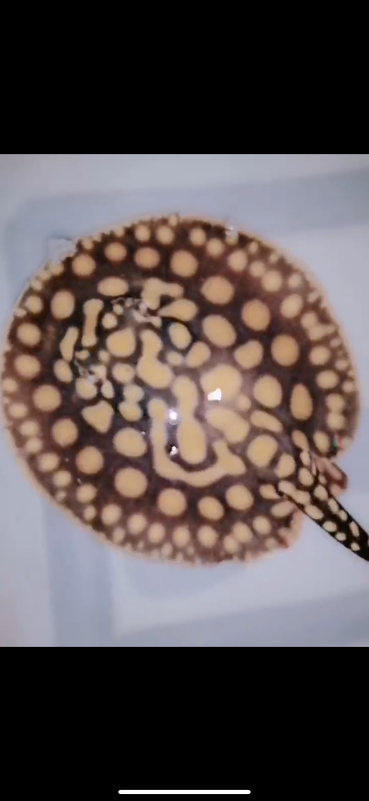 Freshwater Stingray Black Diamond Hybrid Het male 6inch