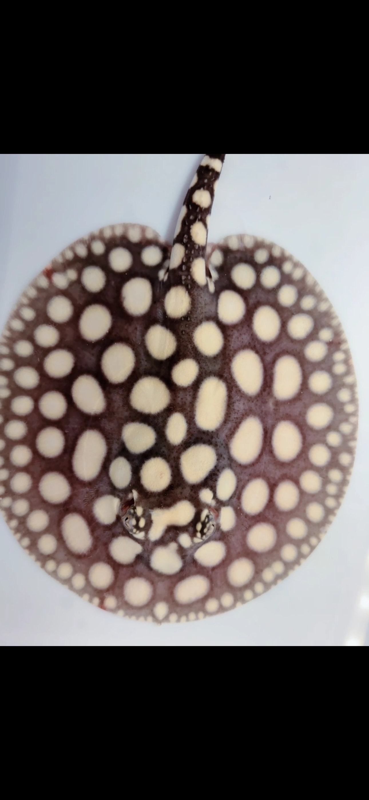 Freshwater stingray black diamond male 6inch
