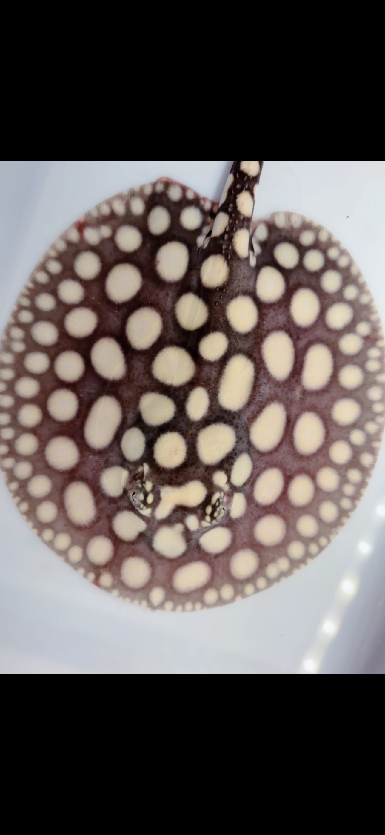 Freshwater stingray black diamond male 6inch