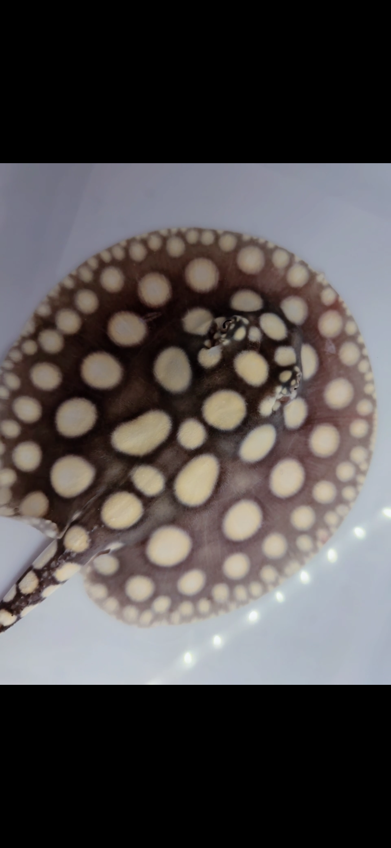 Freshwater stingray black diamond female 6inch