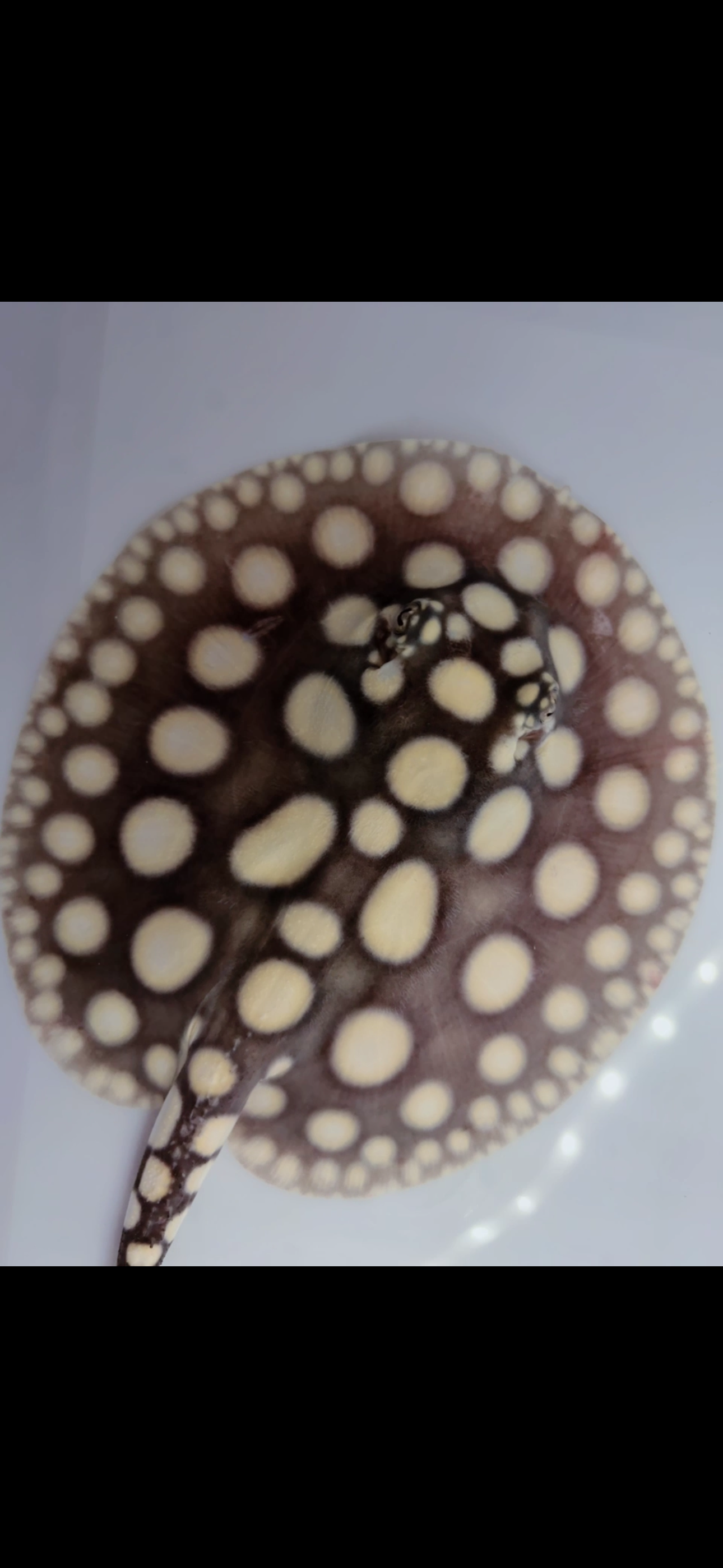Freshwater stingray black diamond female 6inch