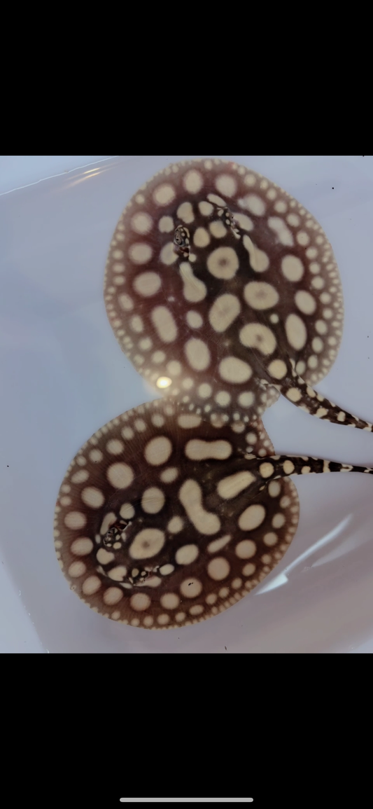 Freshwater stingray super white cross black diamond pair