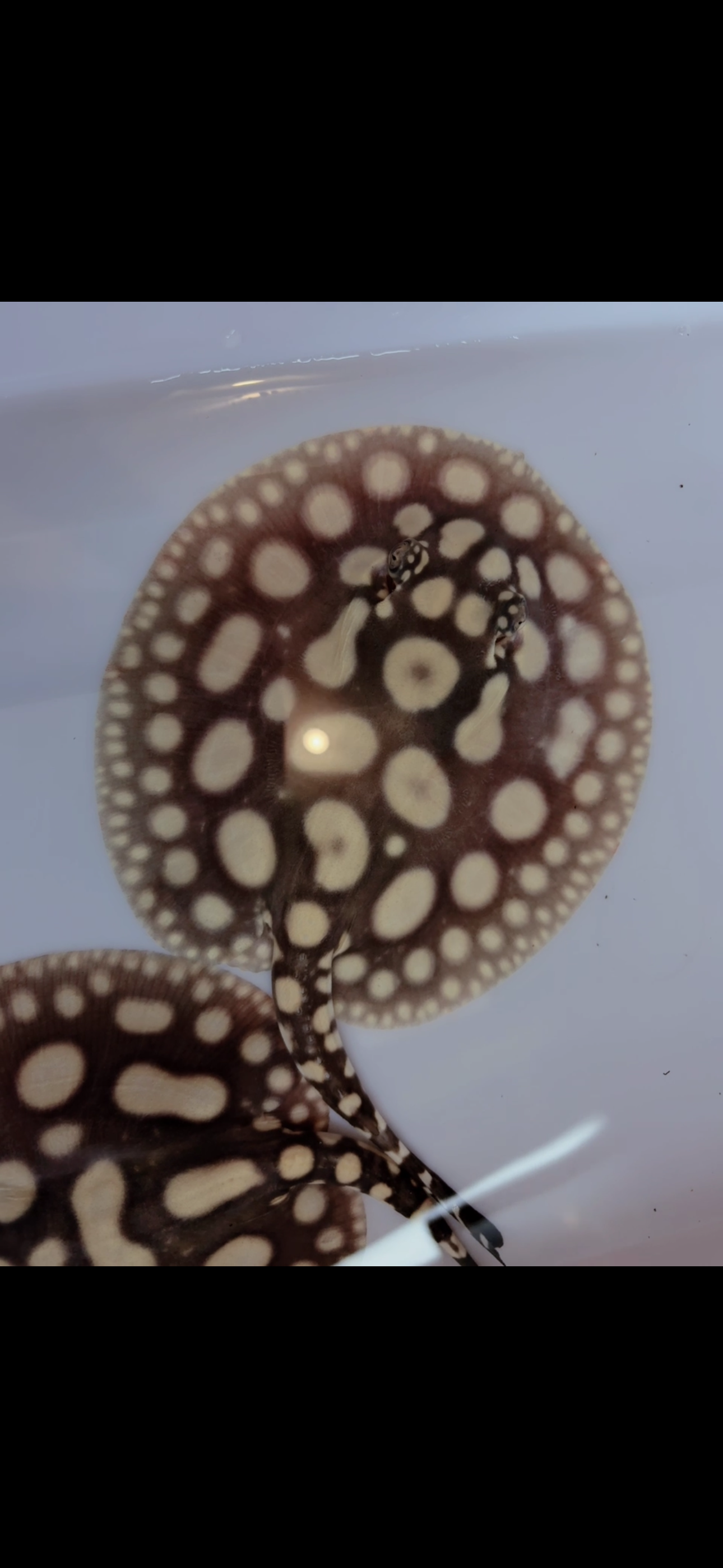 Freshwater stingray super white cross black diamond pair