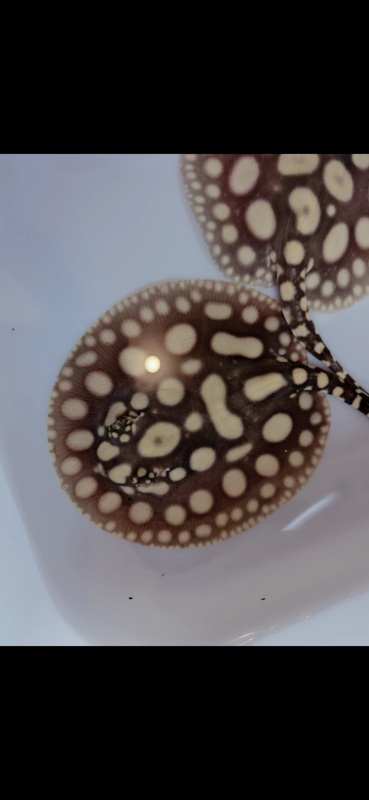 Freshwater stingray super white cross black diamond pair