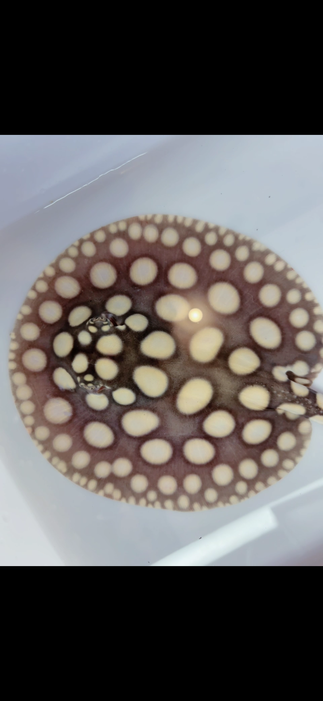 Freshwater stingray black diamond male