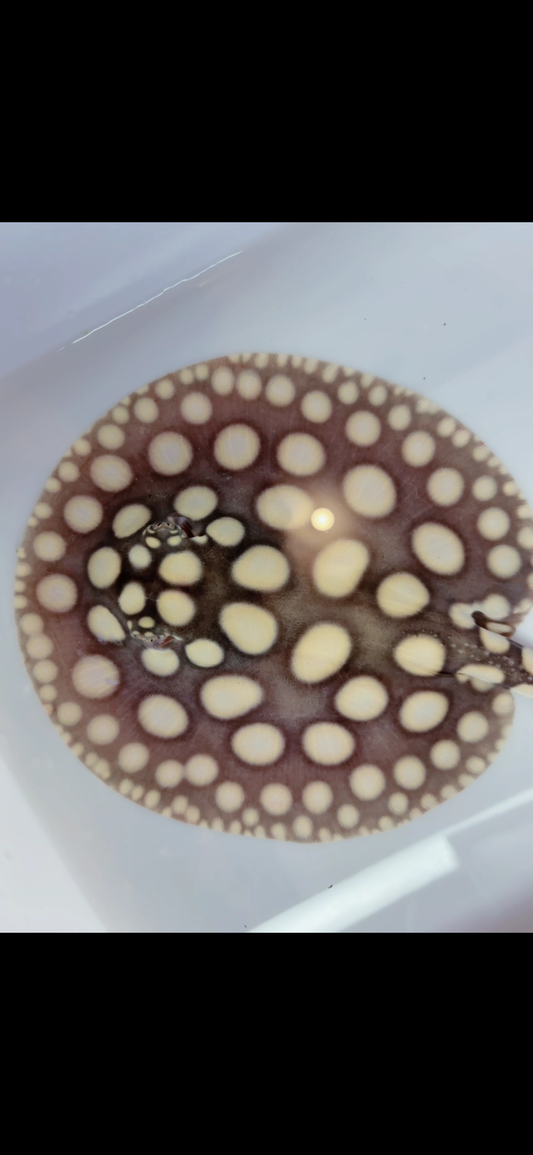 Freshwater stingray black diamond male
