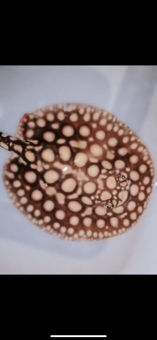 Freshwater Stingray Black Diamond Hybrid Het Female 6inch