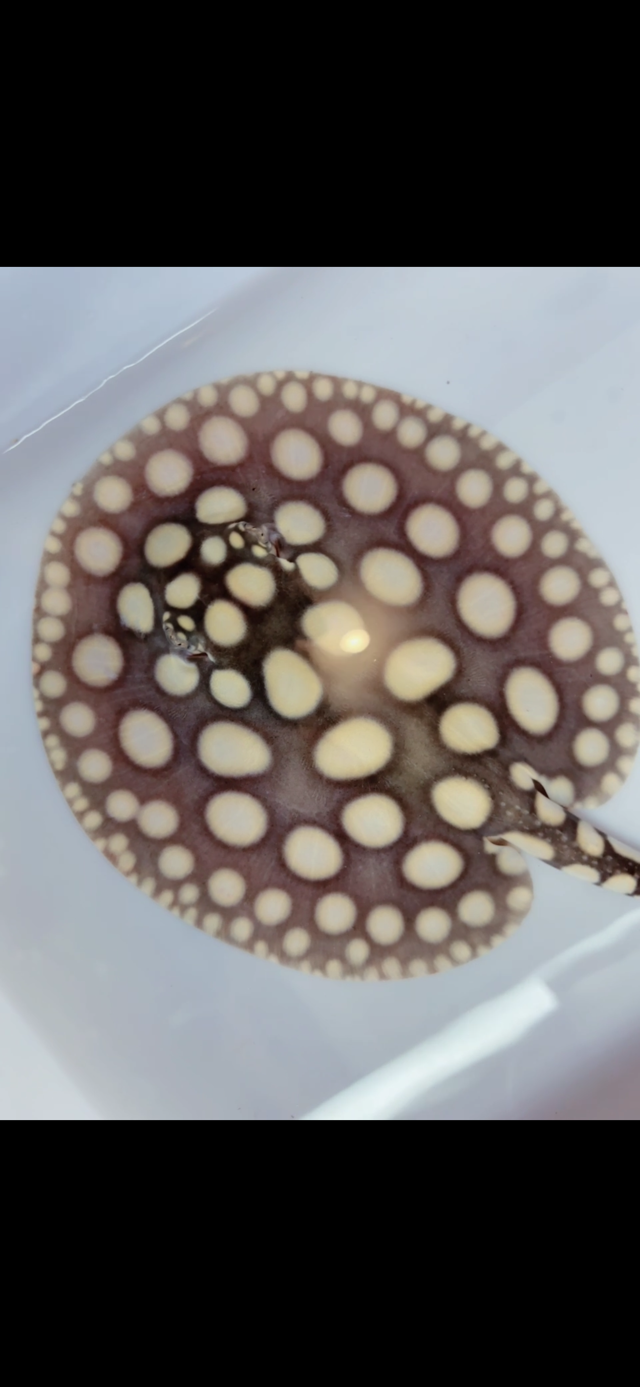 Freshwater stingray black diamond male