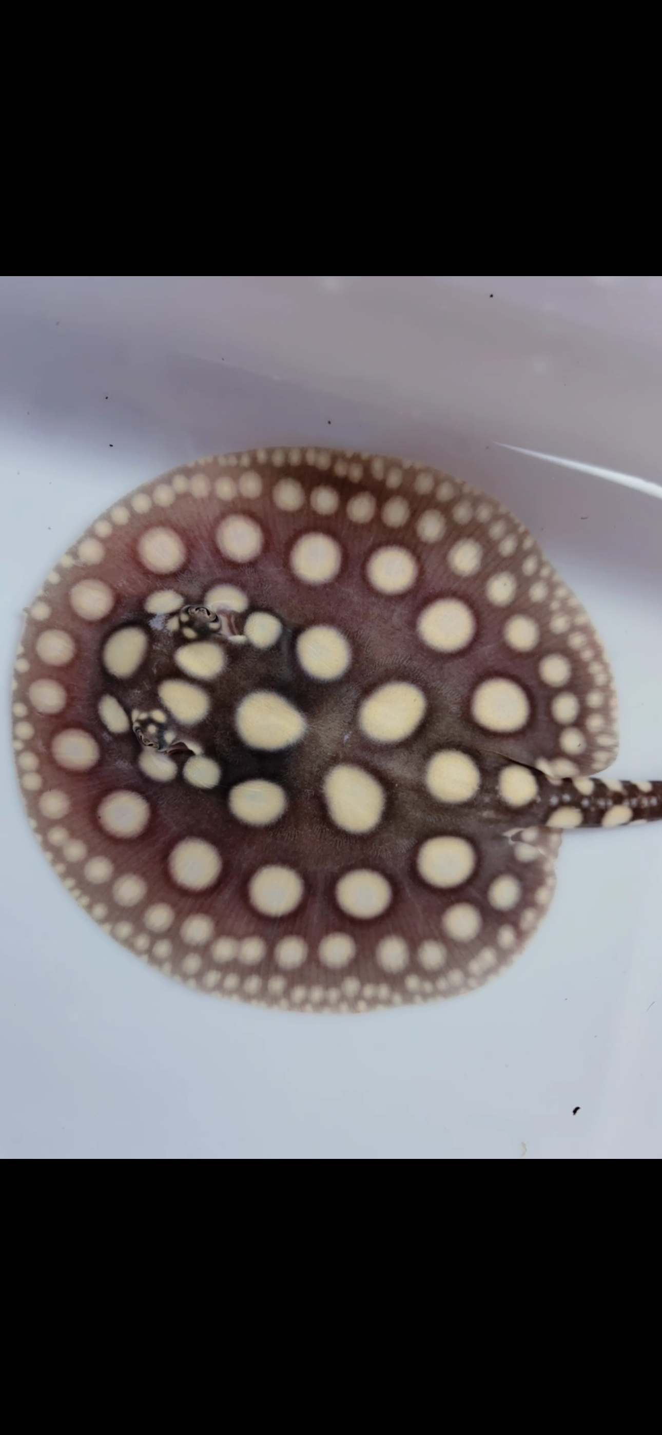 Freshwater stingray black diamond male  6inch