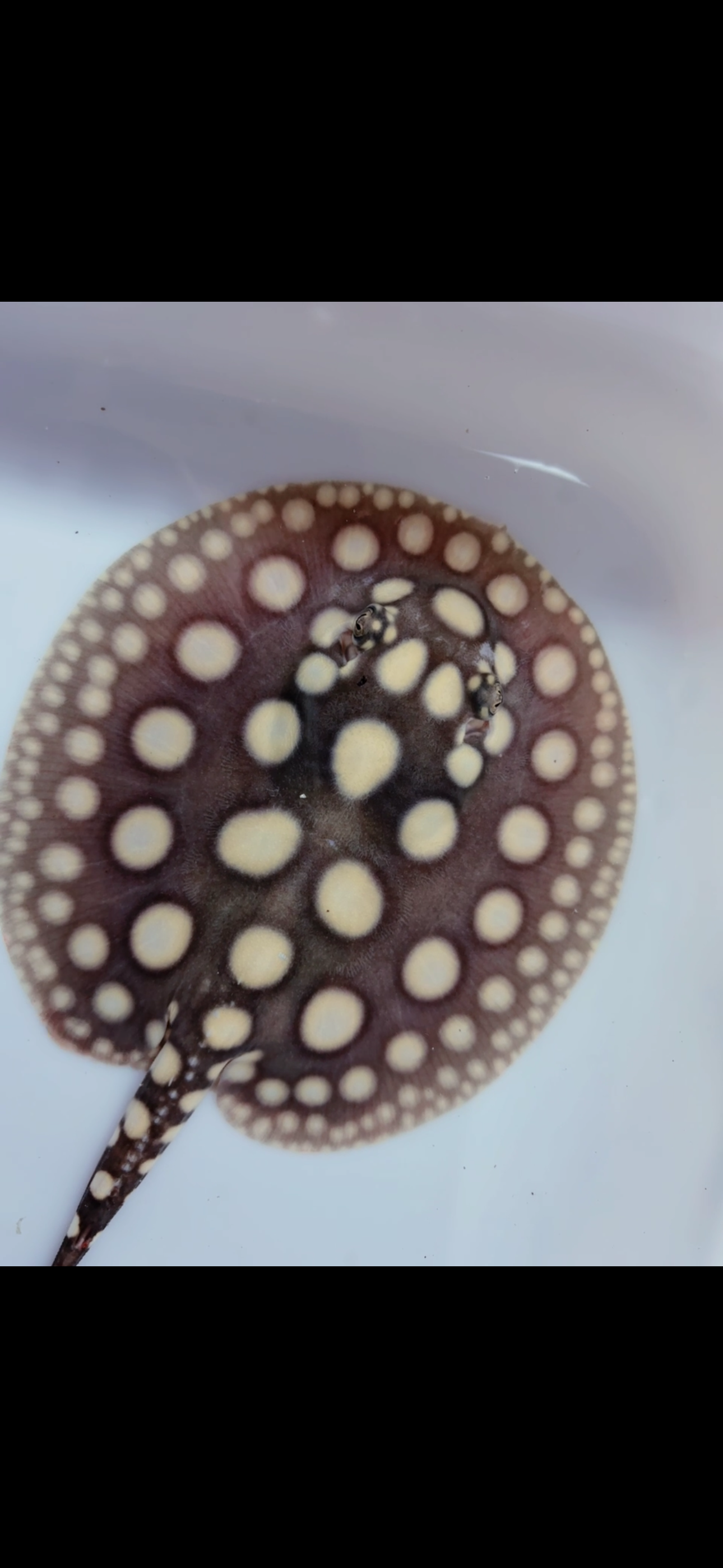 Freshwater stingray black diamond male  6inch