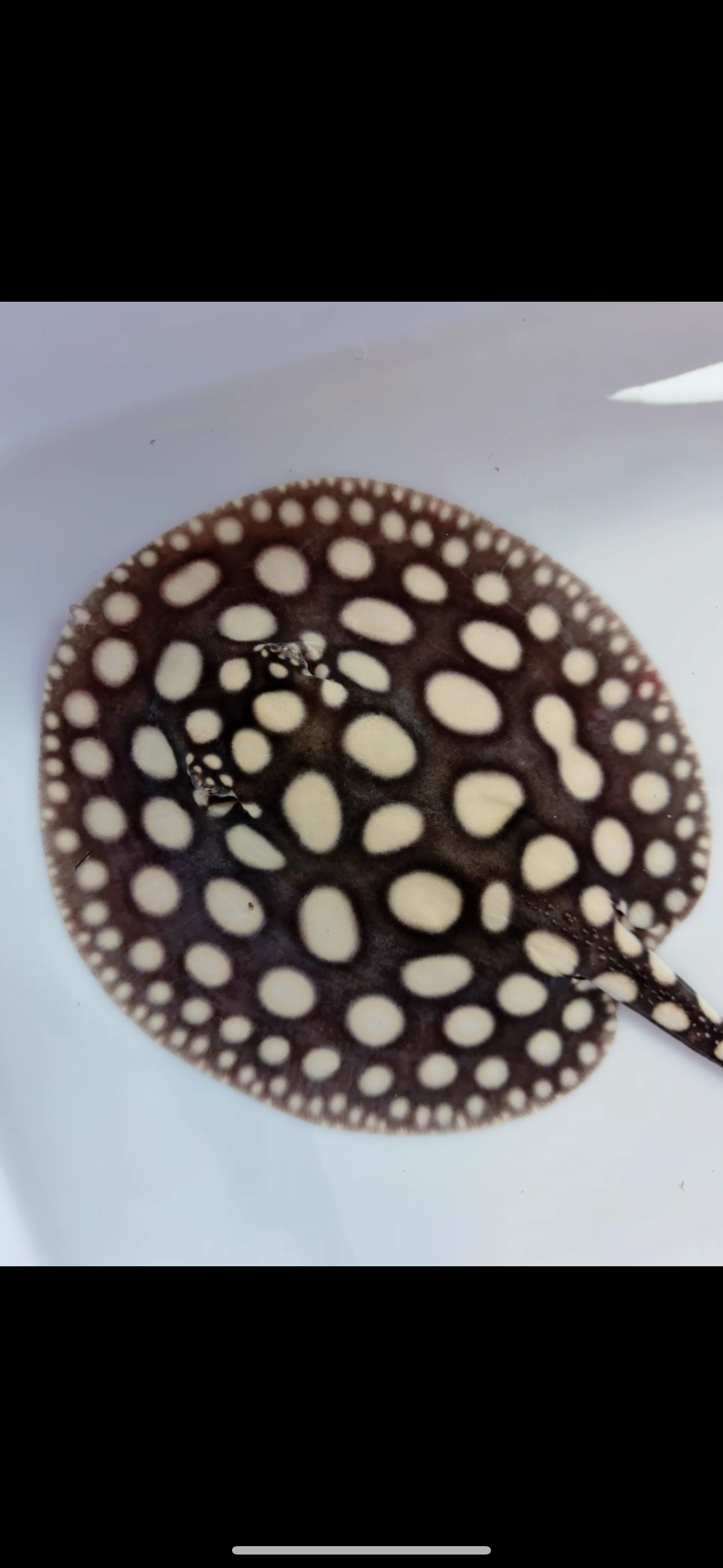 Freshwater stingray black diamond male 6inch