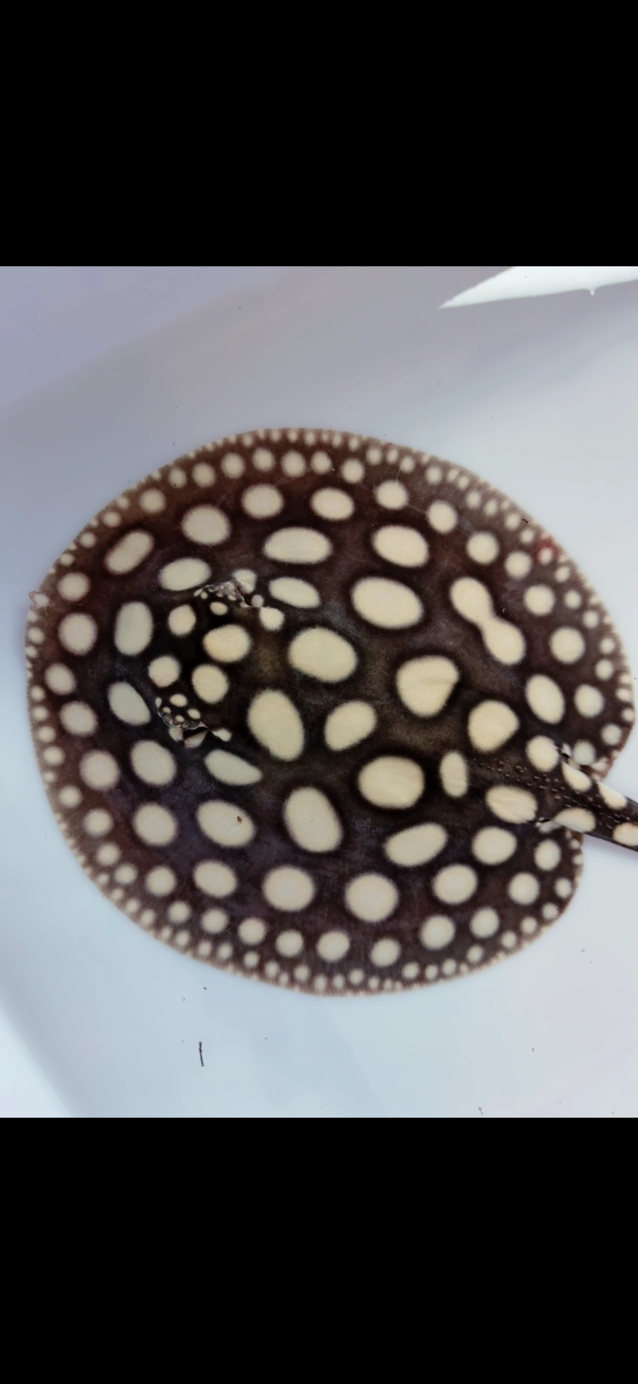 Freshwater stingray black diamond male 6inch