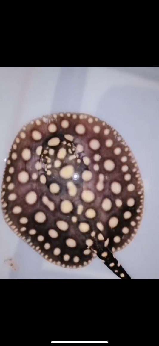 Freshwater stingray balck diamond  male 6 inch