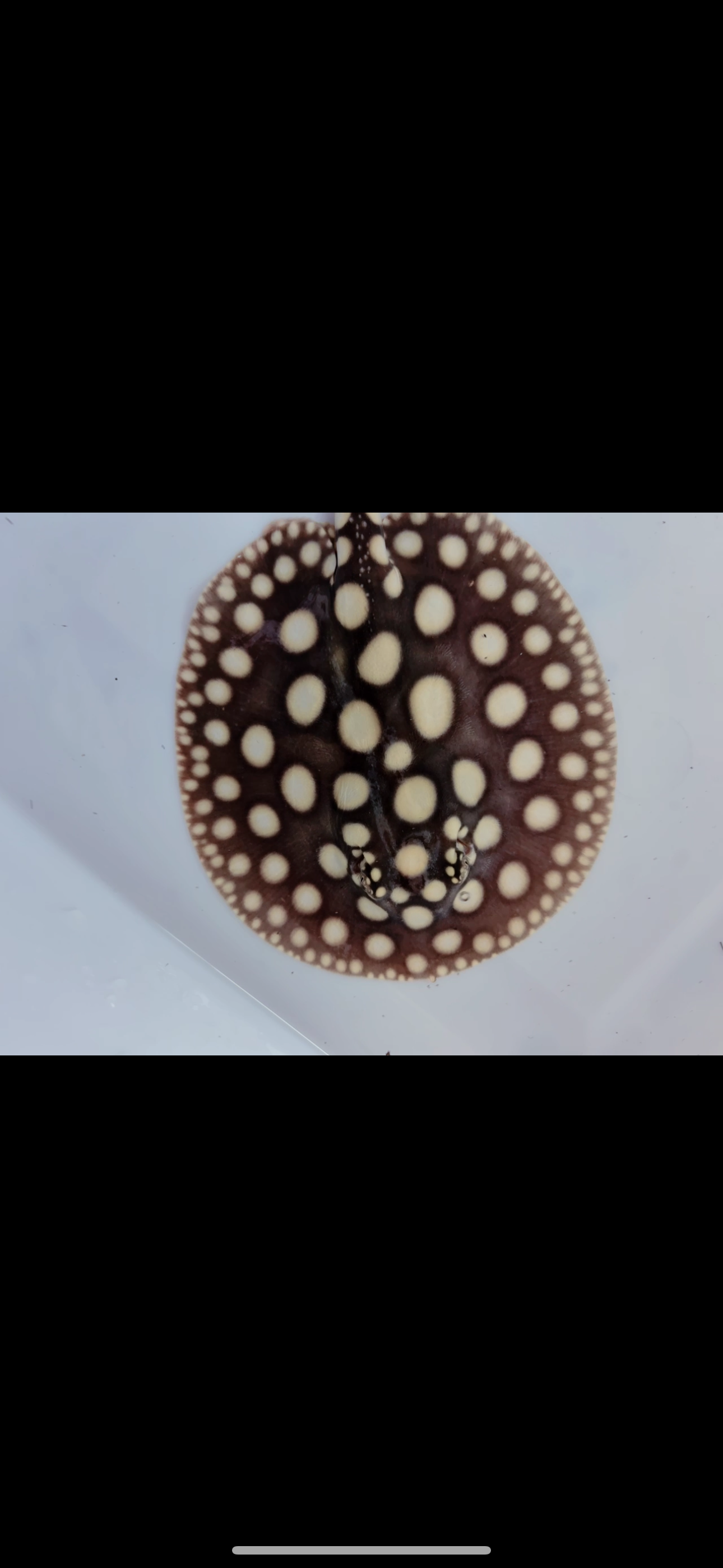 Freshwater stingray black diamond female 6inch